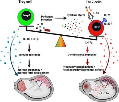 Viral Infections and Temporal Programming of Autism Spectrum Disorders in the Mother's Womb